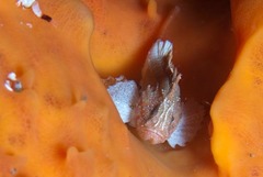 Coccotropsis gymnoderma