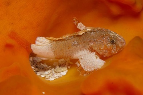 Smoothskin Scorpionfish
