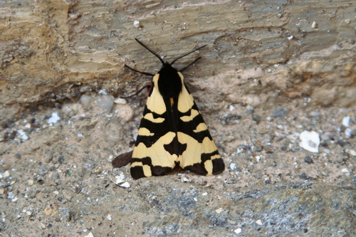 Arctia angelica