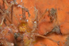 Macropodia falcifera