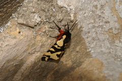 Arctia angelica
