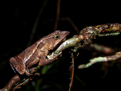 Rhinella macrorhina
