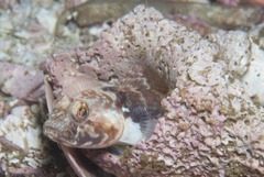 Caffrogobius nudiceps