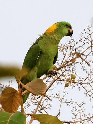 Yellow-naped Amazon (Amazona auropalliata), photo 1