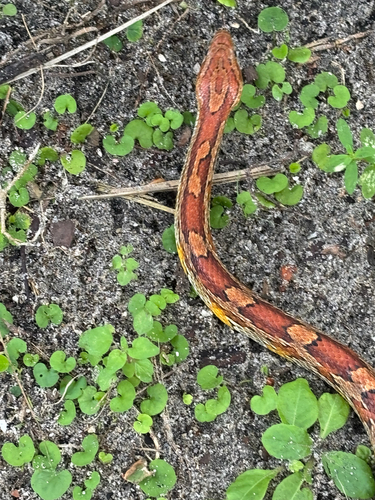 Red Cornsnake observed by nicole19279