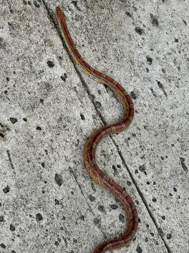 Red Cornsnake observed by nicole19279