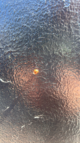 Asian Lady Beetle