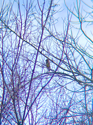 Cedar Waxwing