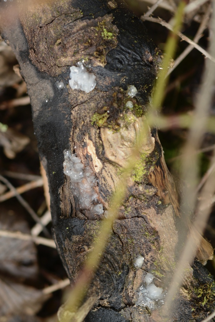 Myxarium nucleatum · March 2026 · photo: © cryptomarasmius (iNaturalist, cc-by)