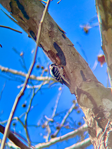 Downy Woodpecker