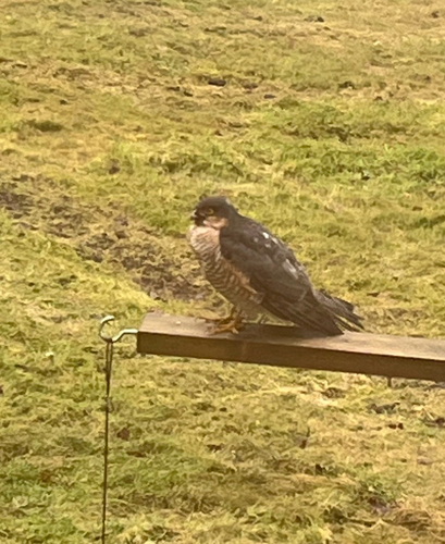 Eurasian Sparrowhawk