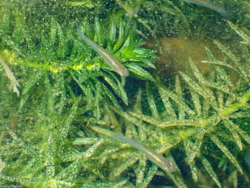Gambusia affinis