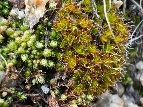 iNaturalist observation photo of Star Moss