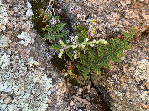 iNaturalist observation photo of Coville's lip fern