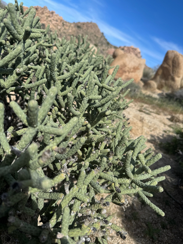iNaturalist observation photo of Branched Pencil Cholla