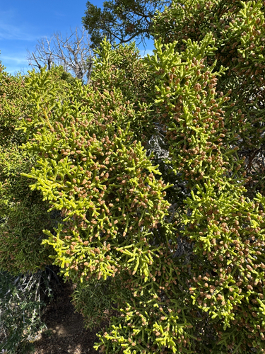 iNaturalist observation photo of California juniper