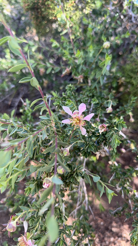 iNaturalist observation photo of Bigelow's crossosoma