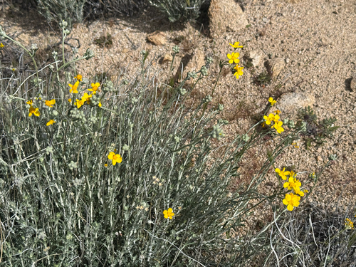 iNaturalist observation photo of Golden Yarrow