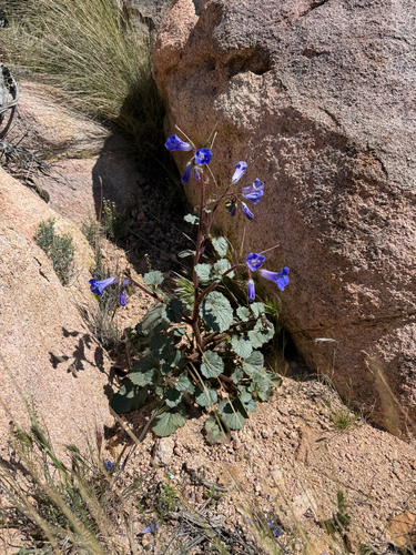 iNaturalist observation photo of desert bluebells