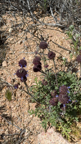 iNaturalist observation photo of Chia