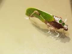 Pycnopalpa bicordata