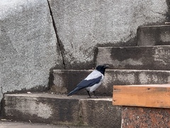 Corvus cornix