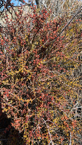 iNaturalist observation photo of Mesquite Mistletoe