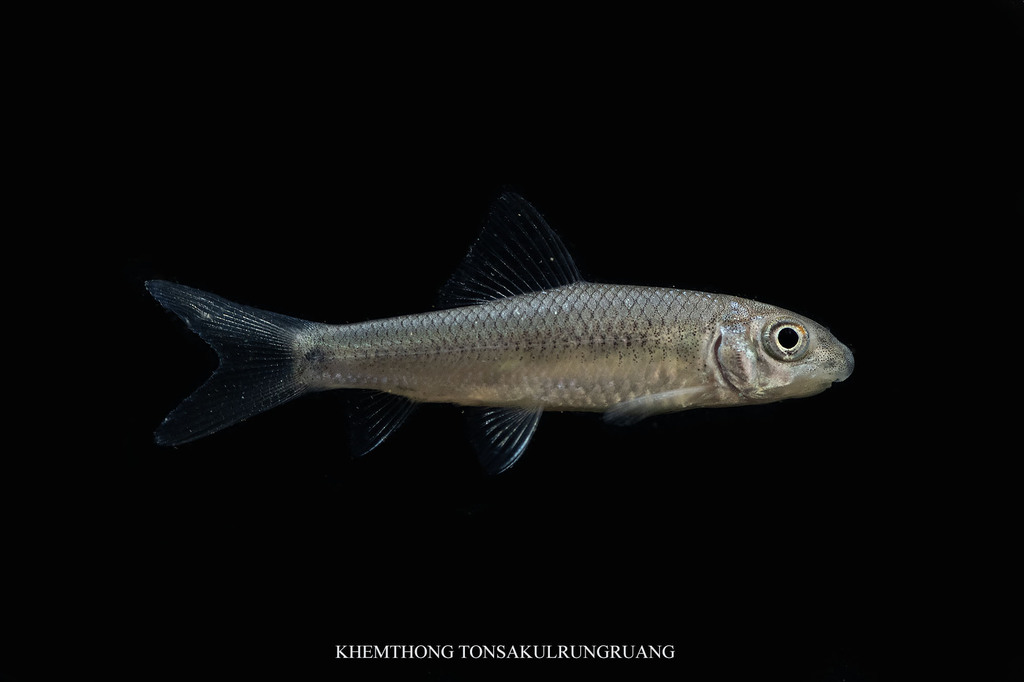 Cirrhinus prosemion
