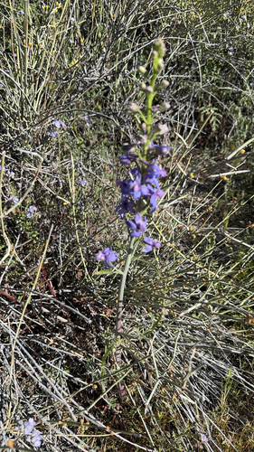 iNaturalist observation photo of desert larkspur