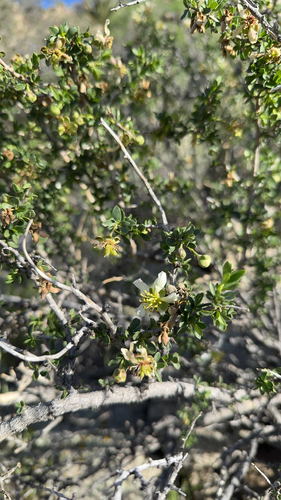 iNaturalist observation photo of Bigelow's crossosoma