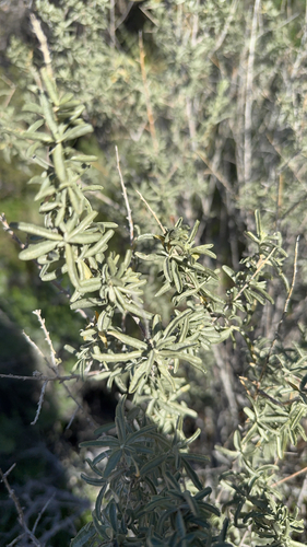 iNaturalist observation photo of Fourwing Saltbush
