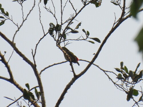 Red-rumped Tinkerbird (Pogoniulus atroflavus), photo 6