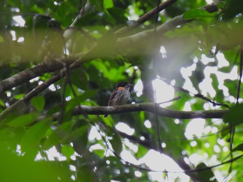 Rufous-sided Broadbill (Smithornis rufolateralis), photo 5