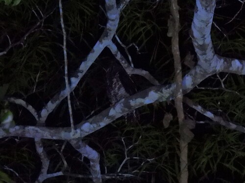 Akun Eagle-Owl (Ketupa leucosticta), photo 8