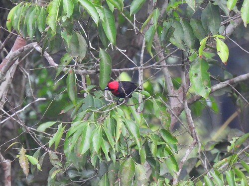 Crested Malimbe (Malimbus malimbicus), photo 4