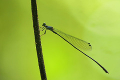 Nesobasis longistyla