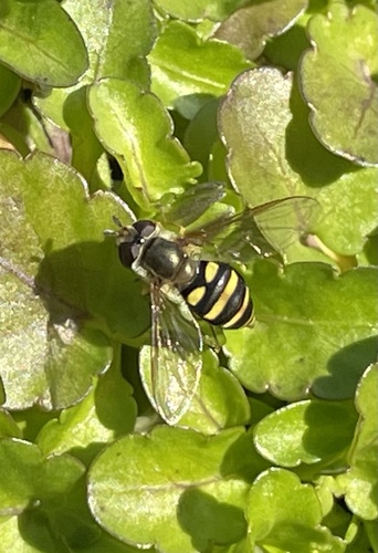 Unknown species found near Roanoke Island, Manteo, NC, US