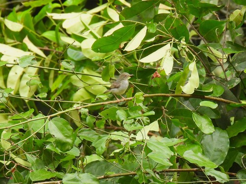 Sharpe's Apalis (Apalis sharpii), photo 4