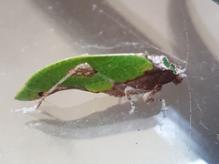 Pycnopalpa bicordata