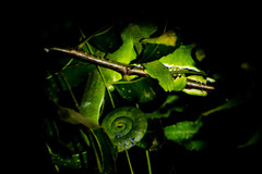 Chamaeleo zeylanicus