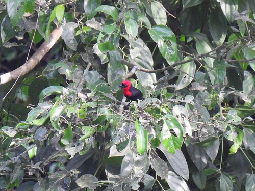 Crested Malimbe (Malimbus malimbicus), photo 5