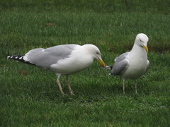 Larus argentatus