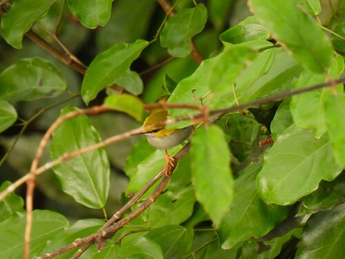 Yellow-browed Camaroptera (Camaroptera superciliaris), photo 10