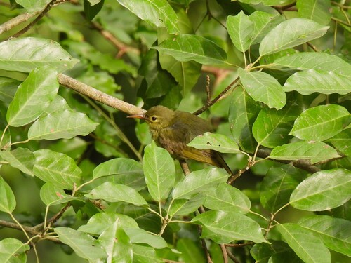 Fraser's Sunbird (Deleornis fraseri), photo 9
