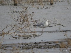 Larus delawarensis