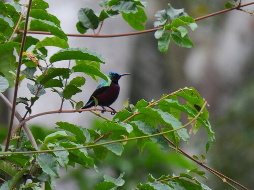 iNaturalist image