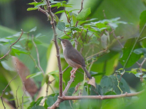 Whistling Cisticola (Cisticola lateralis), photo 1