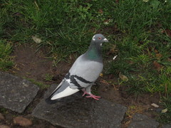 Columba livia domestica