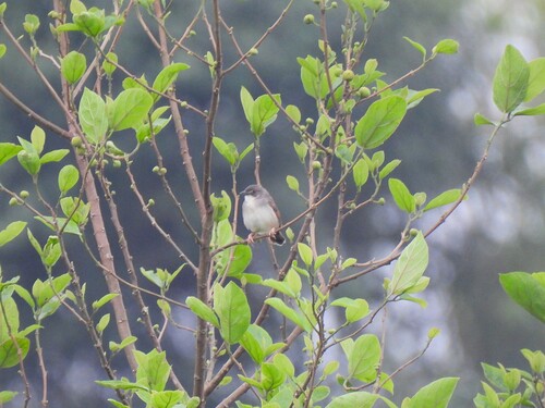 Whistling Cisticola (Cisticola lateralis), photo 2