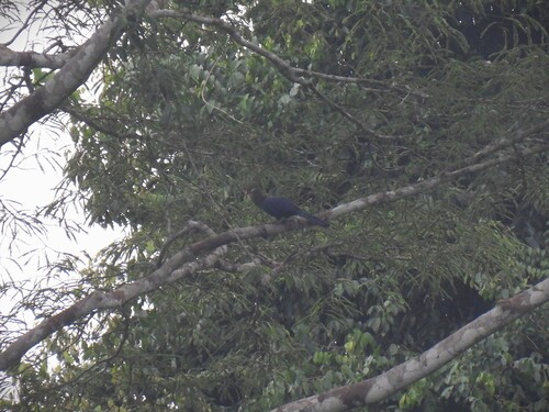 Yellow-billed Turaco (Tauraco macrorhynchus), photo 9
